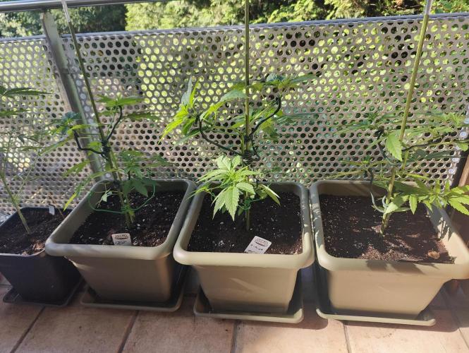 Ganja Farmer Freebie Grow. Week 7 - from left:
Cookies and Cream, Ayahuasca Purple, Sugar Black Rose Early