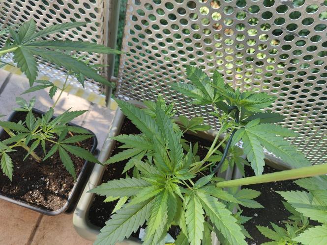 Ganja Farmer Freebie Grow. Week 7 - Cookies and Cream Fast