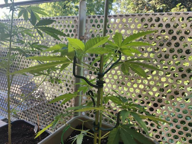 Ganja Farmer Freebie Grow. Week 7 - Cookies and Cream Fast