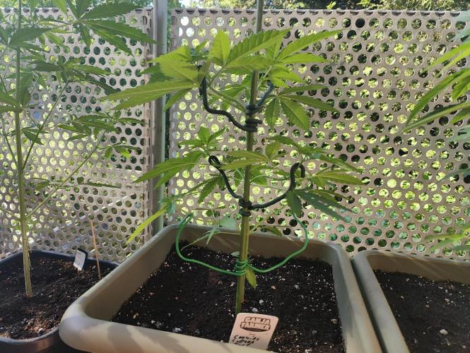 Ganja Farmer Freebie Grow. Week 7 - Cookies and Cream Fast