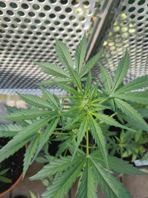 Ganja Farmer Freebie Grow. Week 7 - Mimosa Zkittlez Auto