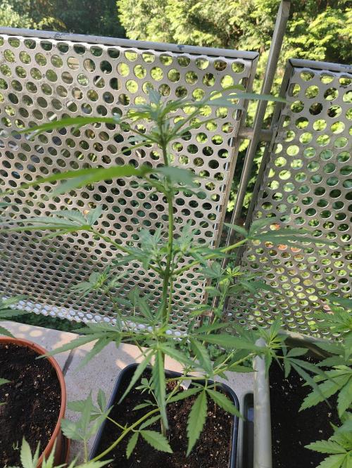 Ganja Farmer Freebie Grow. Week 7 - Mimosa Zkittlez Auto