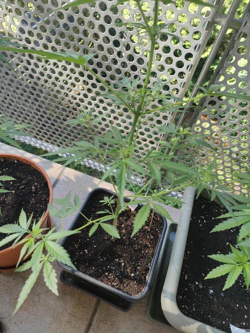 Ganja Farmer Freebie Grow. Week 7 - Mimosa Zkittlez Auto