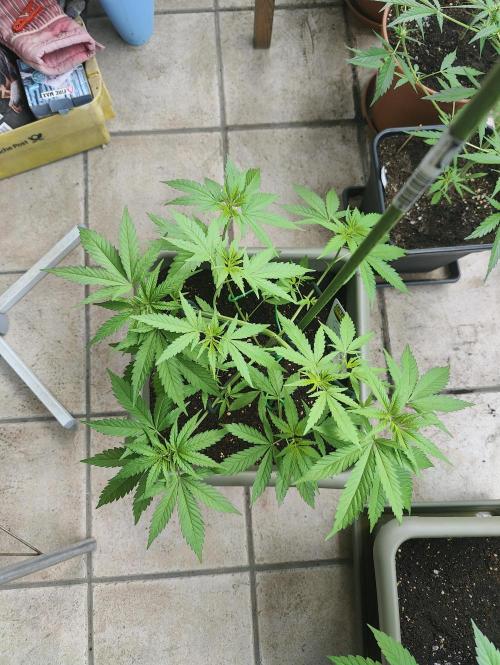 Ganja Farmer Freebie Grow. Week 8 - Cookies and Cream Fast