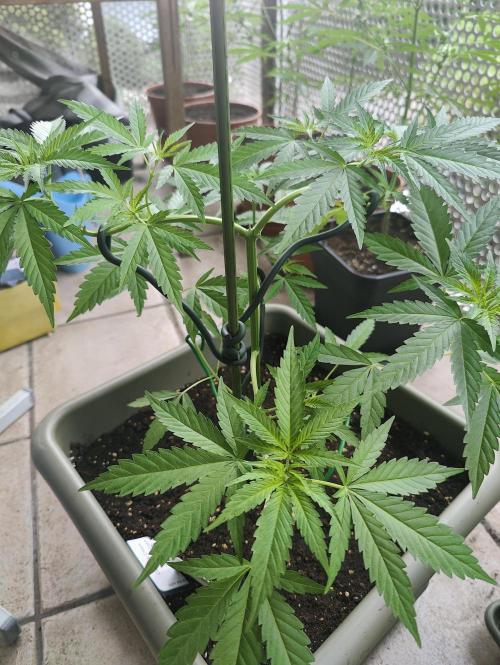Ganja Farmer Freebie Grow. Week 8 - Cookies and Cream Fast
