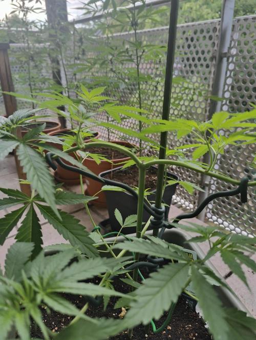 Ganja Farmer Freebie Grow. Week 8 - Cookies and Cream Fast