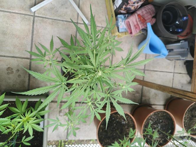 Ganja Farmer Freebie Grow. Week 8 - Mimosa Zkittlez Auto