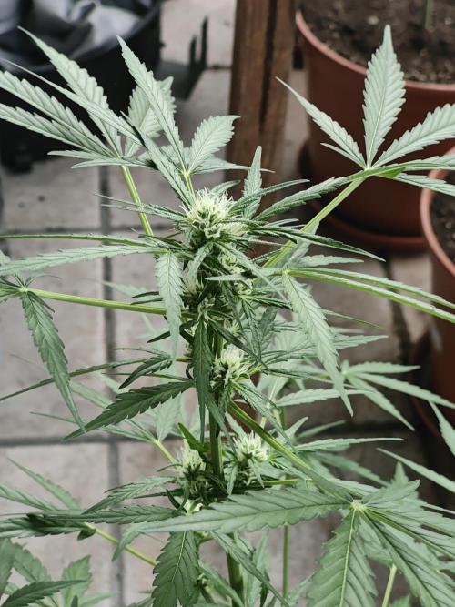 Ganja Farmer Freebie Grow. Week 8 - Mimosa Zkittlez Auto