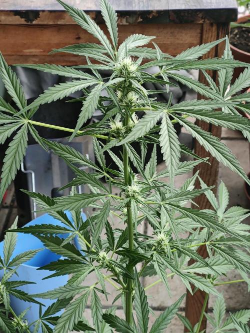 Ganja Farmer Freebie Grow. Week 8 - Mimosa Zkittlez Auto