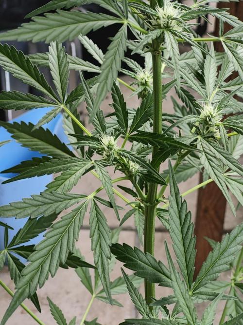 Ganja Farmer Freebie Grow. Week 8 - Mimosa Zkittlez Auto