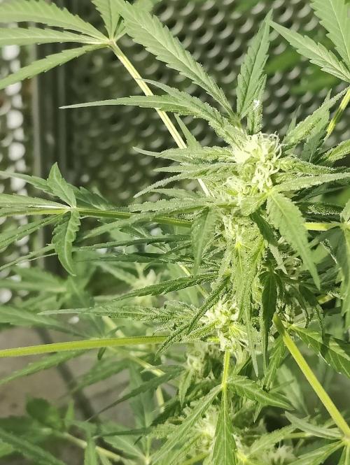 Ganja Farmer Freebie Grow. Week 9 - Mimosa Zkittlez Auto