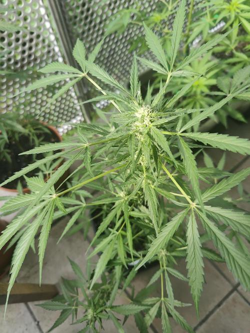 Ganja Farmer Freebie Grow. Week 9 - Mimosa Zkittlez Auto