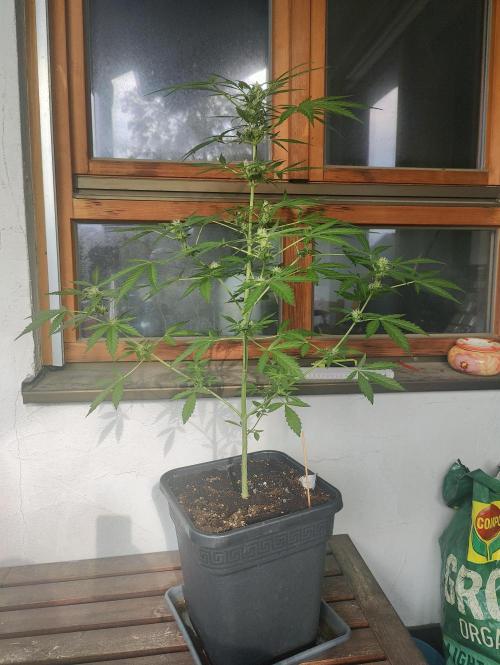 Ganja Farmer Freebie Grow. Week 9 - Mimosa Zkittlez Auto