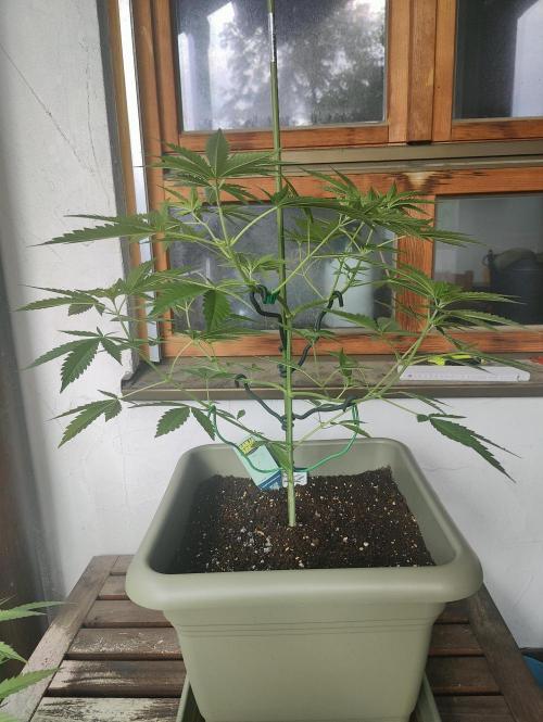 Ganja Farmer Freebie Grow. Week 9 - Cookies and Cream Fast