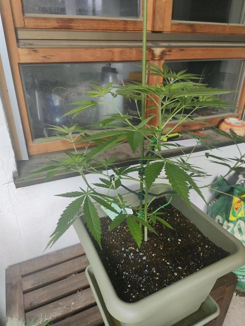 Ganja Farmer Freebie Grow. Week 9 - Cookies and Cream Fast