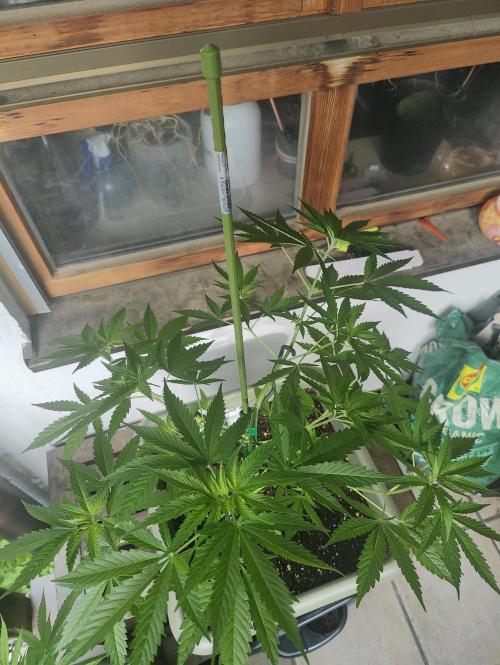 Ganja Farmer Freebie Grow. Week 9 - Cookies and Cream Fast