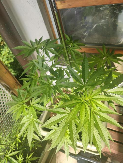 Ganja Farmer Freebie Grow. Week 9