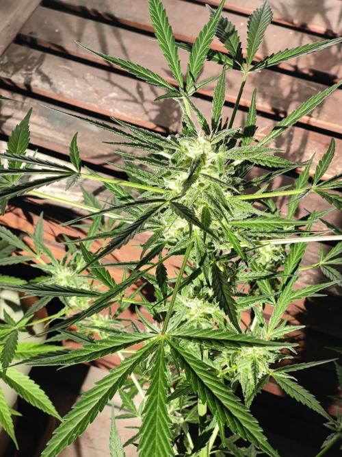Ganja Farmer Freebie Grow. Week 10 - Mimosa Zkittlez Auto