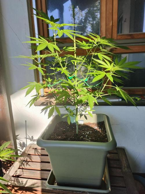 Ganja Farmer Freebie Grow. Week 10 - Cookies and Cream Fast