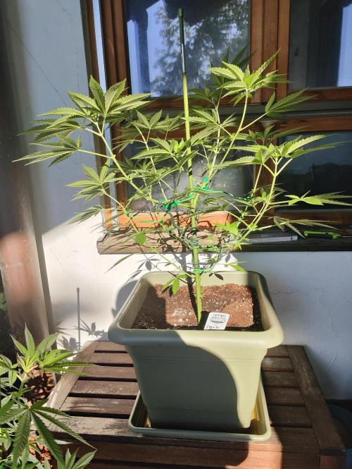 Ganja Farmer Freebie Grow. Week 10 - Cookies and Cream Fast
