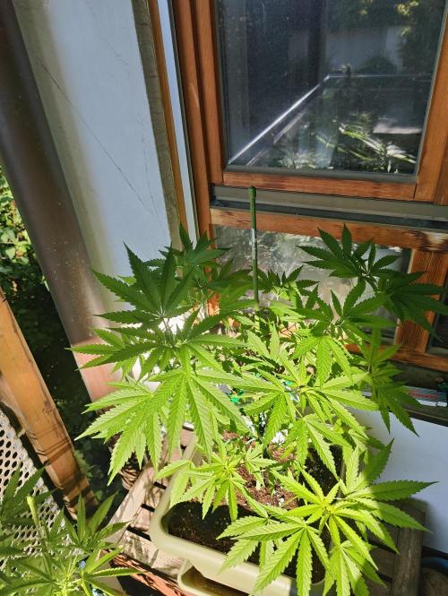 Ganja Farmer Freebie Grow. Week 10 - Cookies and Cream Fast