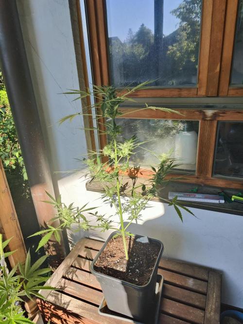 Ganja Farmer Freebie Grow. Week 10 - Mimosa Zkittlez Auto
