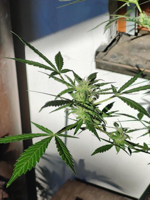 Ganja Farmer Freebie Grow. Week 10 - Mimosa Zkittlez Auto