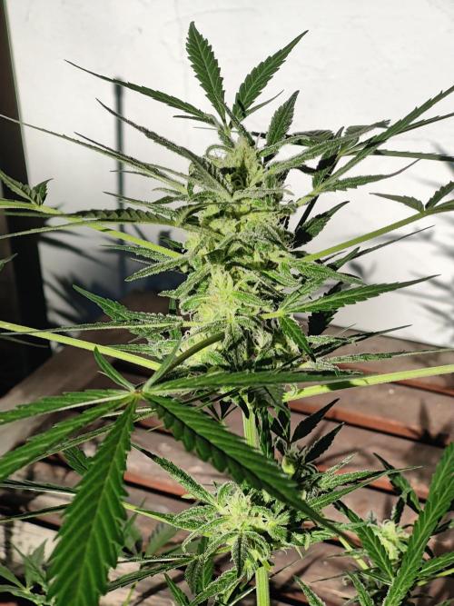 Ganja Farmer Freebie Grow. Week 10 - Mimosa Zkittlez Auto