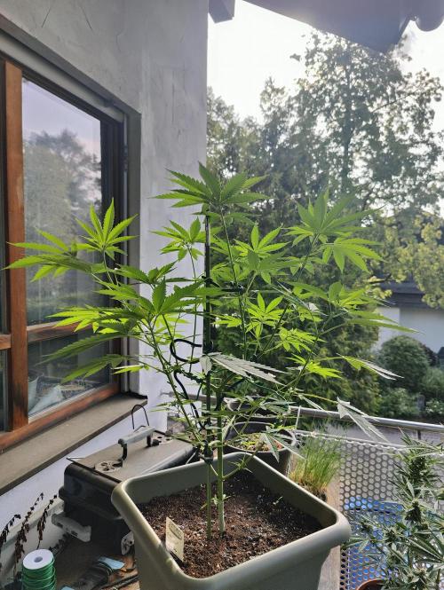 Ganja Farmer Freebie Grow. Week 11 - Cookies and Cream Fast