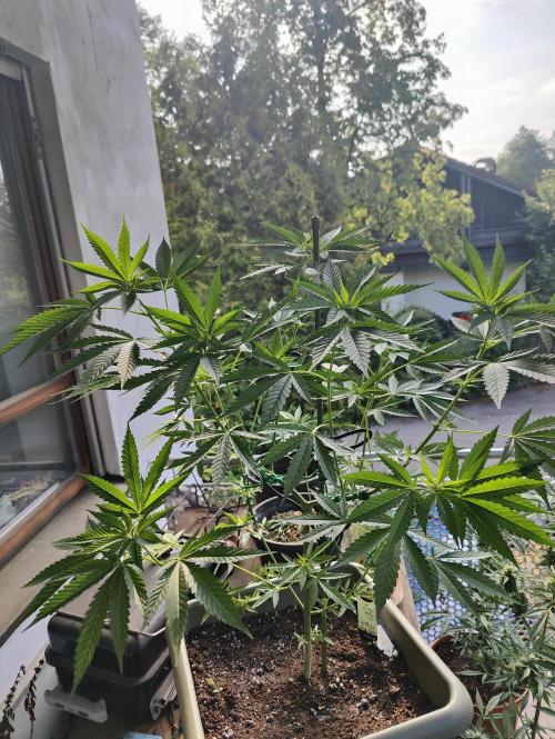 Ganja Farmer Freebie Grow. Week 11 - Cookies and Cream Fast