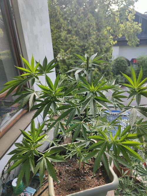 Ganja Farmer Freebie Grow. Week 11 - Cookies and Cream Fast