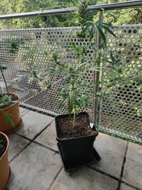 Ganja Farmer Freebie Grow. Week 11 - Mimosa Zkittlez Auto