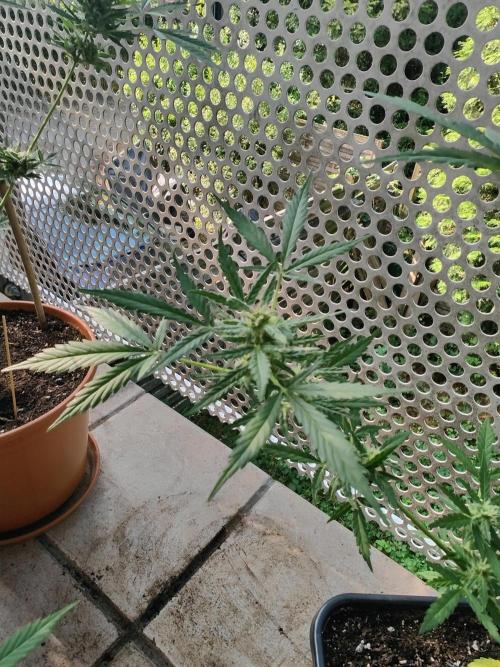 Ganja Farmer Freebie Grow. Week 11 - Mimosa Zkittlez Auto