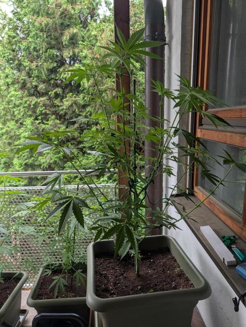 Ganja Farmer Freebie Grow. Week 12 - Cookies and Cream Fast