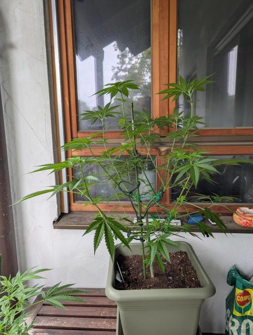 Ganja Farmer Freebie Grow. Week 12 - Cookies and Cream Fast