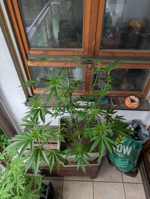 Ganja Farmer Freebie Grow. Week 12 - Cookies and Cream Fast
