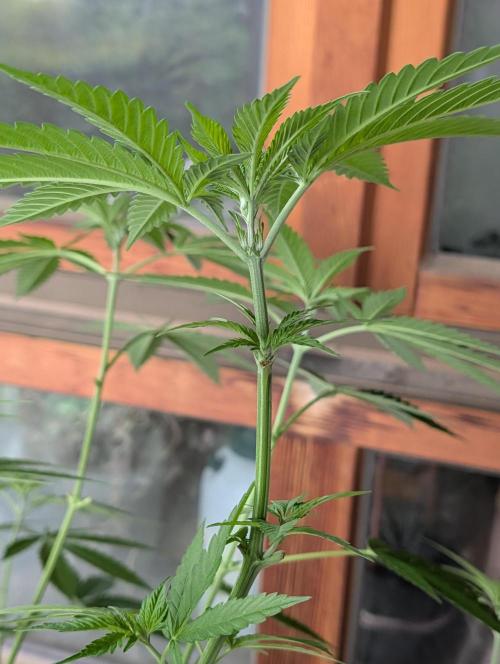 Ganja Farmer Freebie Grow. Week 12 - Cookies and Cream Fast