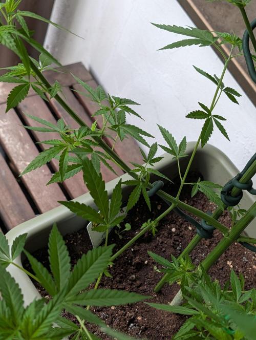 Ganja Farmer Freebie Grow. Week 12 - Cookies and Cream Fast