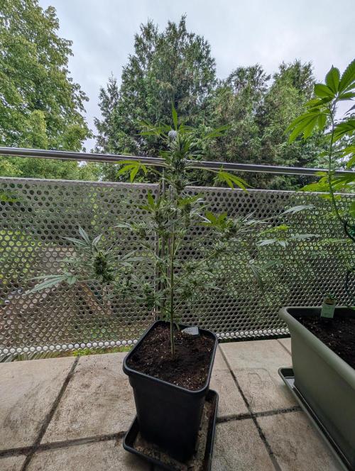 Ganja Farmer Freebie Grow. Week 12 - Mimosa Zkittlez Auto