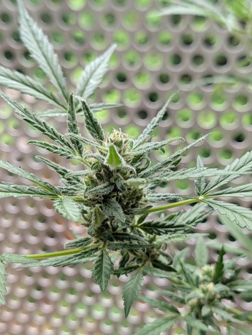 Ganja Farmer Freebie Grow. Week 12 - Mimosa Zkittlez Auto