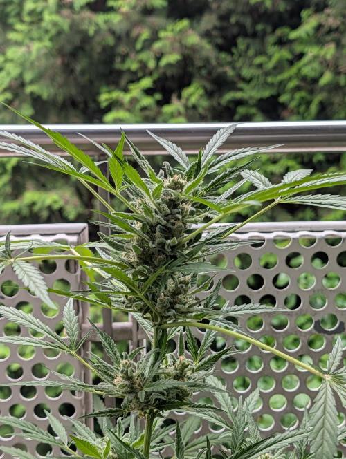 Ganja Farmer Freebie Grow. Week 12 - Mimosa Zkittlez Auto