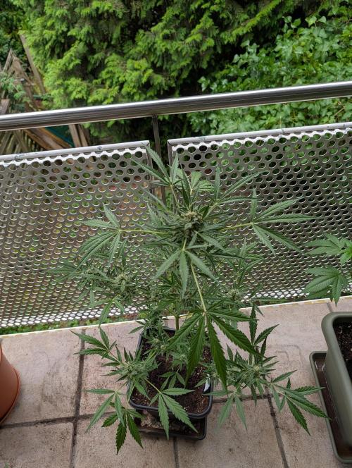 Ganja Farmer Freebie Grow. Week 12 - Mimosa Zkittlez Auto