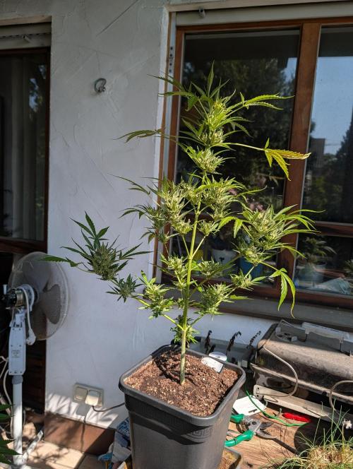 Ganja Farmer Freebie Grow. Week 13 - Mimosa Zkittlez Auto