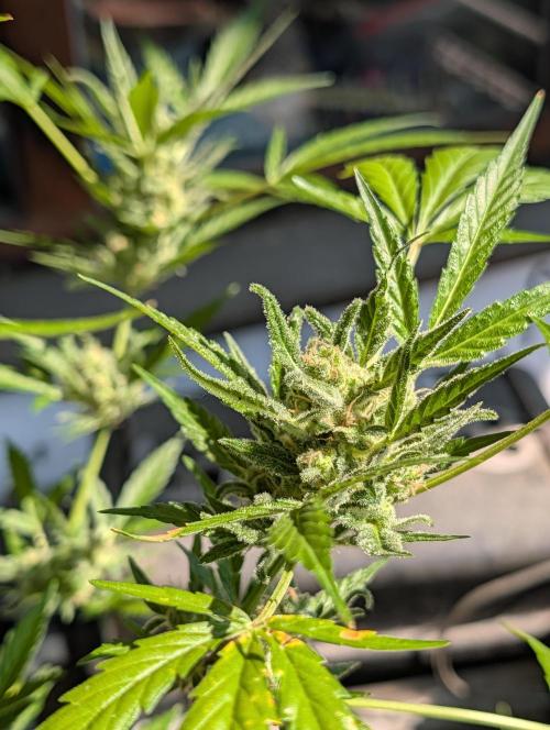 Ganja Farmer Freebie Grow. Week 13 - Mimosa Zkittlez Auto