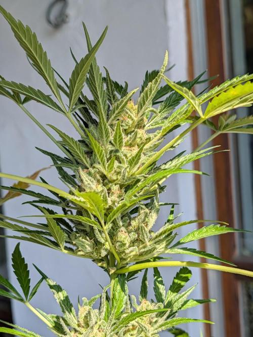 Ganja Farmer Freebie Grow. Week 13 - Mimosa Zkittlez Auto
