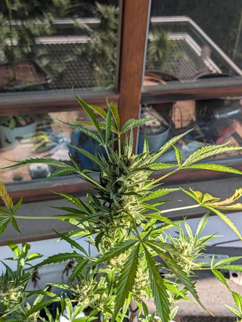 Ganja Farmer Freebie Grow. Week 13 - Mimosa Zkittlez Auto