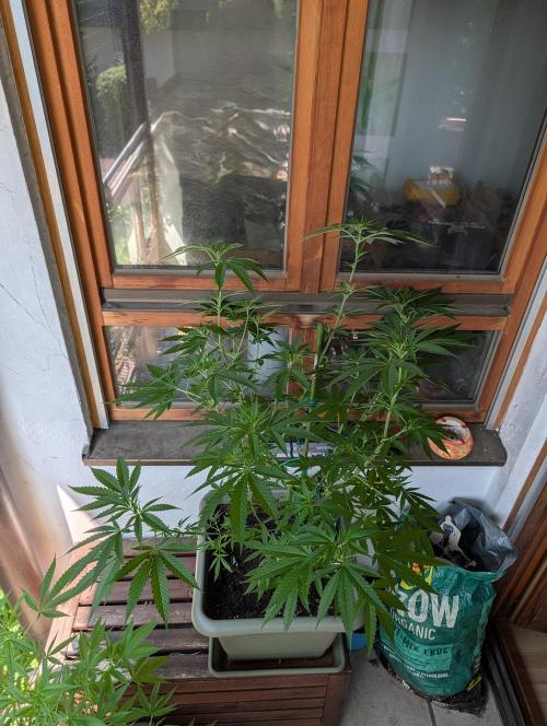 Ganja Farmer Freebie Grow. Week 13 - Cookies and Cream Fast