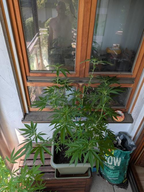 Ganja Farmer Freebie Grow. Week 13 - Cookies and Cream Fast