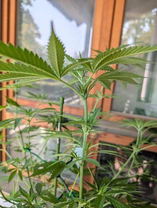 Ganja Farmer Freebie Grow. Week 13 - Cookies and Cream Fast