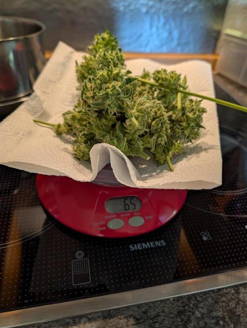 Ganja Farmer Freebie Grow. Week 14